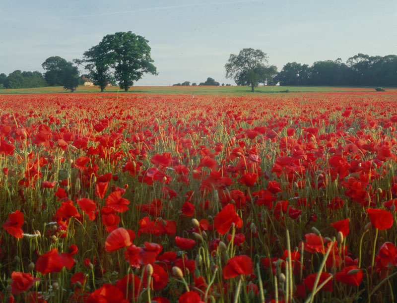 Poppy Field and Trees.
20th century