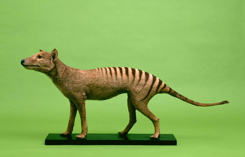 A mounted specimen of this carnivorous marsupial mammal, now probably extinct. Also known popularly as the Tasmanian Tiger.
