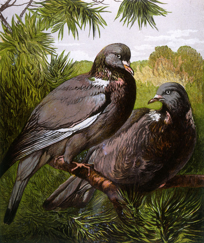 WOOD PIGEONS (Columba palumbus) Date: 1877