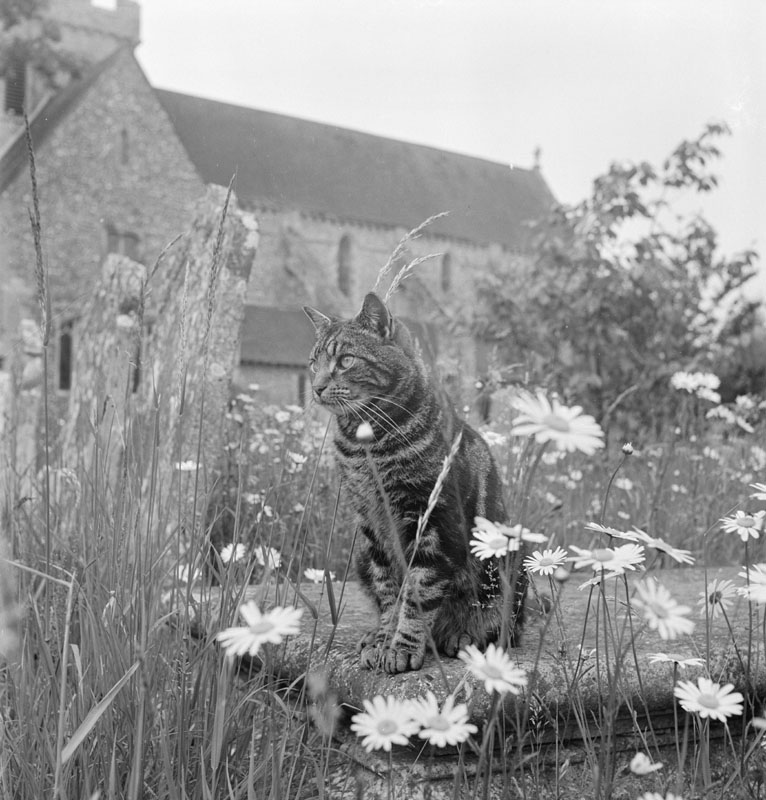 A view of a tabby cat sat on a chest tomb overgrown with grasses and large daisy flowers, in the graveyard immediately to the south of the Priory Church of St Mary and St Blaize at Boxgrove Priory, West Sussex., West Sussex Date: 1950 - 1965