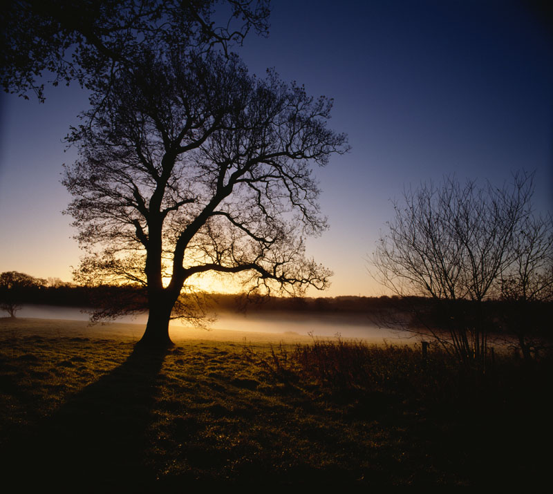 BATTLE ABBEY, East Sussex. Misty view of the battlefield at sunrise looking into the sun. Date: