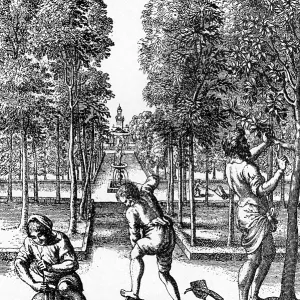 18th century Apple Orchard 18th century Apple Orchard