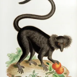 18th century illustration black macaque monkey 18th century illustration black macaque monkey