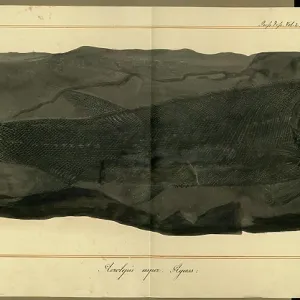 Acrolepis asper Agassiz Acrolepis asper Agassiz