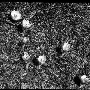 Anemone Vernalis (Pulsatilla Vernalis), Gummen Alps Anemone Vernalis (Pulsatilla Vernalis), Gummen Alps