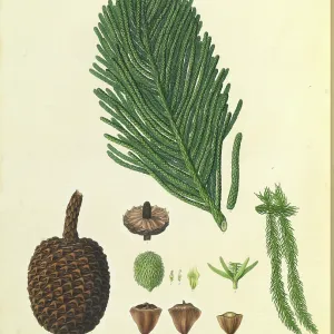 Araucaria columnaris & A. heterophyllo Araucaria columnaris & A. heterophyllo