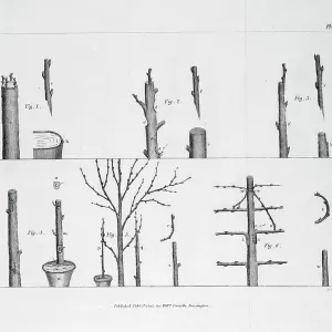 Arboreal grafting processes, 2 copies: B/W & colour Arboreal grafting processes, 2 copies: B/W & colour