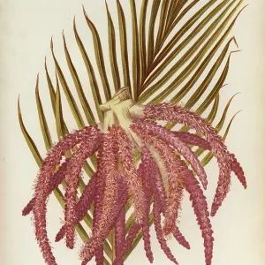 Areca Sapida or Feather Duster Palm Areca Sapida or Feather Duster Palm