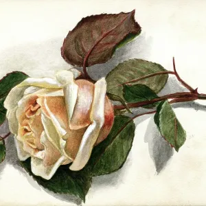Artwork by Florence Auerbach, peach-coloured rose Artwork by Florence Auerbach, peach-coloured rose