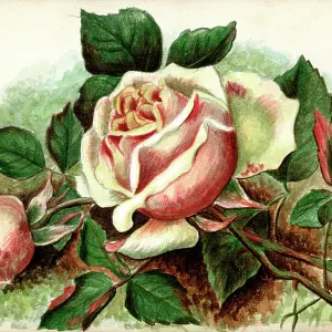 Artwork by Florence Auerbach, pink roses Artwork by Florence Auerbach, pink roses