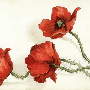 Artwork by Florence Auerbach, three red poppies Artwork by Florence Auerbach, three red poppies