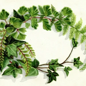 Artwork by Florence Auerbach, spray of green leaves Artwork by Florence Auerbach, spray of green leaves