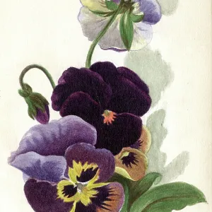 Artwork by Florence Auerbach, variegated pansies Artwork by Florence Auerbach, variegated pansies