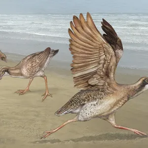 Asteriornis ancient bird, illustration Asteriornis ancient bird, illustration