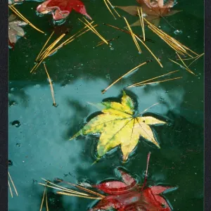 AUTUMN LEAVES/JAPAN