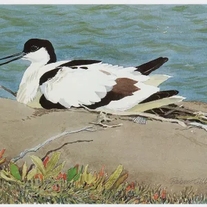 Avocet alarmed Avocet alarmed