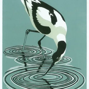 Avocet Feeding Avocet Feeding
