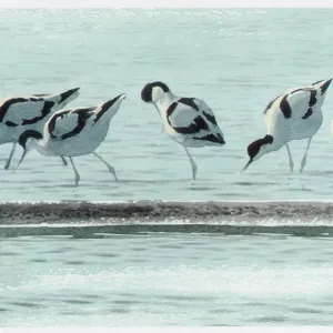 Avocets Avocets