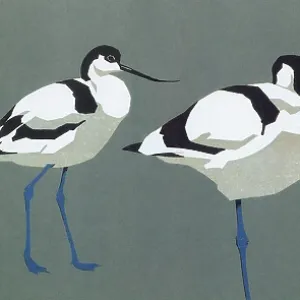 Avocets Avocets