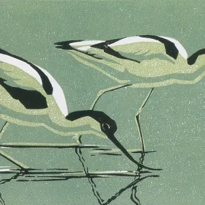 Two Avocets Two Avocets