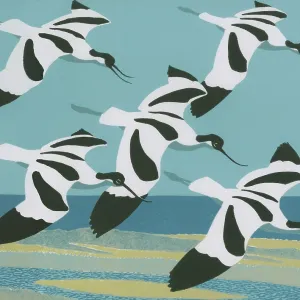 The Avocets Return The Avocets Return