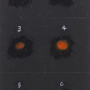 BALL LIGHTNING 1980 BALL LIGHTNING 1980