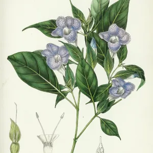 Barleria arnottiana Nees Barleria arnottiana Nees