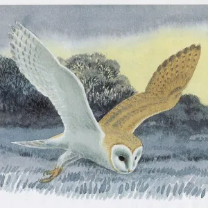 Barn Owl Barn Owl
