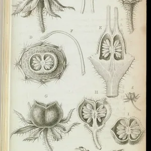 Bauera rubioides Bauera rubioides