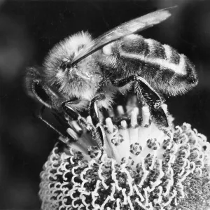 BEE ON A SNEEZEWEED BEE ON A SNEEZEWEED