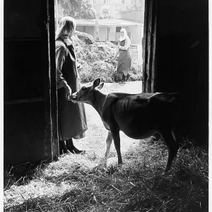 Benedictine nuns with beef cattle, Minster Abbey Benedictine nuns with beef cattle, Minster Abbey