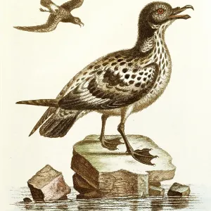 Bird Bird