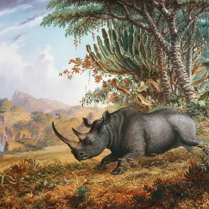 The Black Rhinoceros Charging, by Thomas Baines