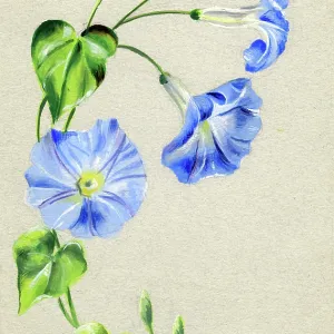 Blue Convolvulus Blue Convolvulus