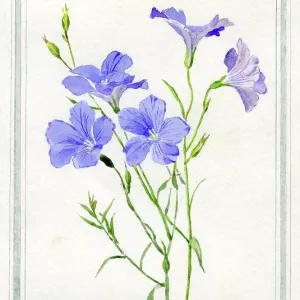 Blue Flax Blue Flax