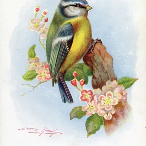 Blue Tit Blue Tit