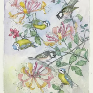 Blue tits and coal tits on honeysuckle Blue tits and coal tits on honeysuckle