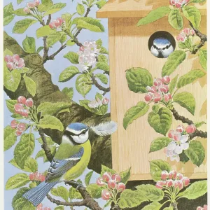 Blue Tits and Nestbox Blue Tits and Nestbox