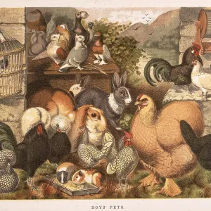 Boy's Pets