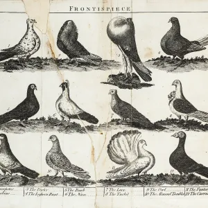 Twelve breeds of pigeon Twelve breeds of pigeon