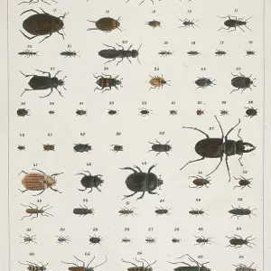 British Beetles