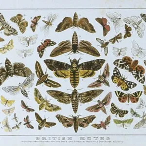British Moths