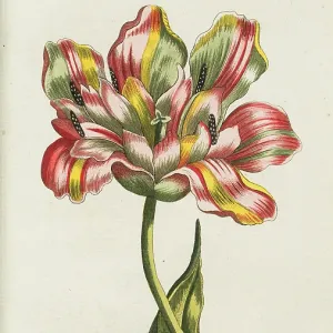 Broken Tulip - example of Tulip breaking virus Broken Tulip - example of Tulip breaking virus