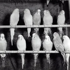 Eleven Budgerigars on two perches Eleven Budgerigars on two perches