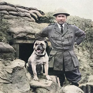A bulldog mascot of a Canadian regiment in France