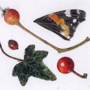 Butterfly wing, ladybird and other items Butterfly wing, ladybird and other items