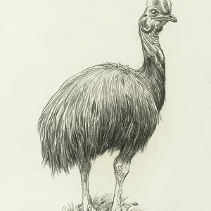 Cassowary Cassowary