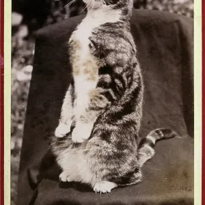 CAT ON ITS HAUNCHES CAT ON ITS HAUNCHES
