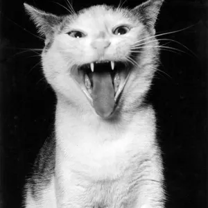 Cat with its mouth open Cat with its mouth open