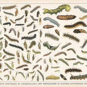 Caterpillar specimens